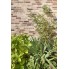  Клінкерна фасадна плитка Feldhaus Klinker  R690 Sintra Ardor Blanca 240*71*11 мм 